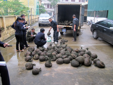 Toàn bộ số tê tê được bàn giao cho Chi cục Kiểm lâm xử lý (ảnh: Huy Thái)